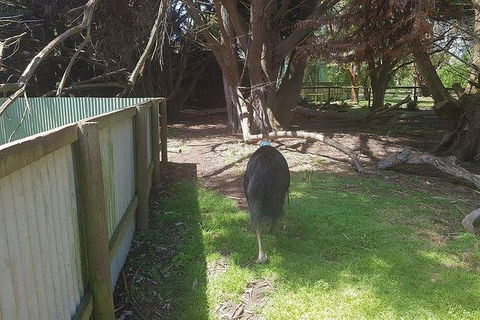 Phillip Island Penguin And Wildlife Tour - Accommodation Resorts 5