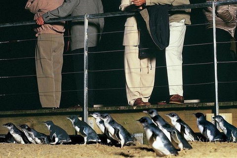 Phillip Island Penguin And Wildlife Tour - Accommodation Resorts 20