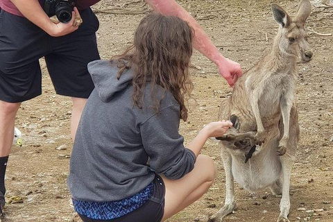 Phillip Island Penguin And Wildlife Tour - Accommodation Resorts 12