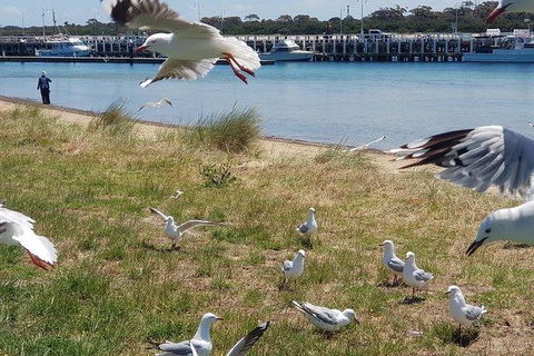 Phillip Island Penguin And Wildlife Tour - Accommodation Resorts 1