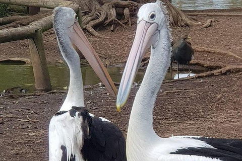 Phillip Island Penguin And Wildlife Tour - Accommodation Resorts 6
