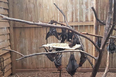Phillip Island Penguin And Wildlife Tour - Accommodation Resorts 31