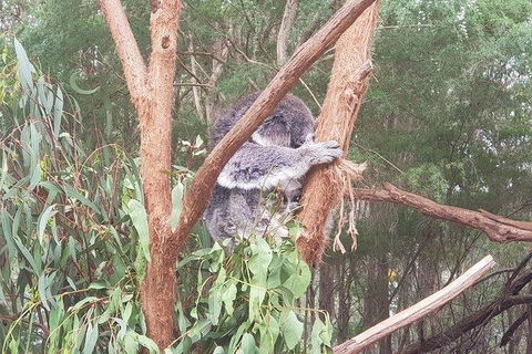 Phillip Island Penguin And Wildlife Tour - Accommodation Resorts 16