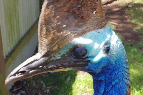 Phillip Island Penguin And Wildlife Tour - Accommodation Resorts 19