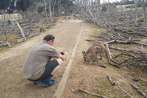 Phillip Island Penguin And Wildlife Tour - Accommodation Resorts 30
