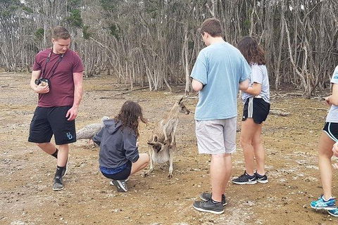 Phillip Island Penguin And Wildlife Tour - Accommodation Resorts 3