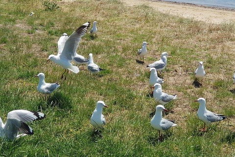 Phillip Island Penguin And Wildlife Tour - Accommodation Resorts 9