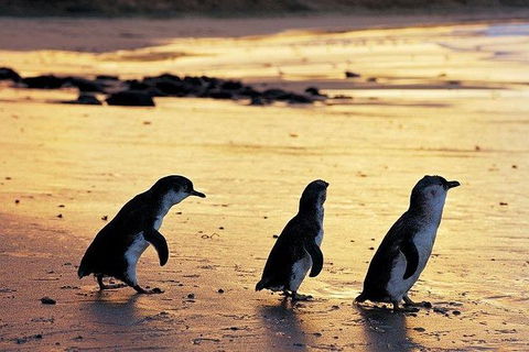 Phillip Island Penguin And Wildlife Tour - Accommodation Resorts 13