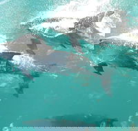 Roebuck Bay Snubfin Dolphin Cruise - Accommodation Resorts