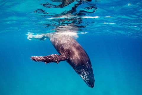 Life On Ningaloo Swimming Tour In Exmouth - Accommodation Resorts 5