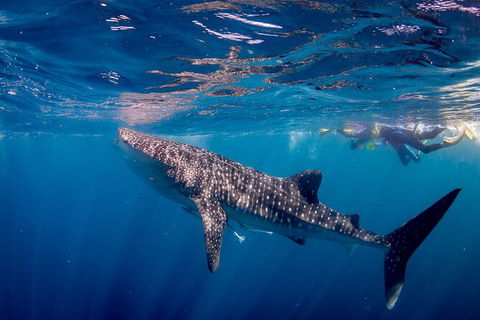 Life On Ningaloo Swimming Tour In Exmouth - Accommodation Resorts 2