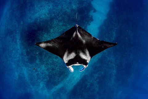 Life On Ningaloo Swimming Tour In Exmouth - Accommodation Resorts 3