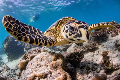 Life On Ningaloo Swimming Tour In Exmouth - Accommodation Resorts 1