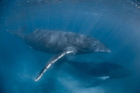 Full-Day Whale Watching Snorkeling And Swimming At Coral Bay - Accommodation Resorts 6