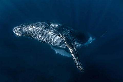 Full-Day Whale Watching Snorkeling And Swimming At Coral Bay - Accommodation Resorts 7