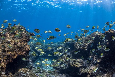 Full-Day Whale Watching Snorkeling And Swimming At Coral Bay - Accommodation Resorts 1