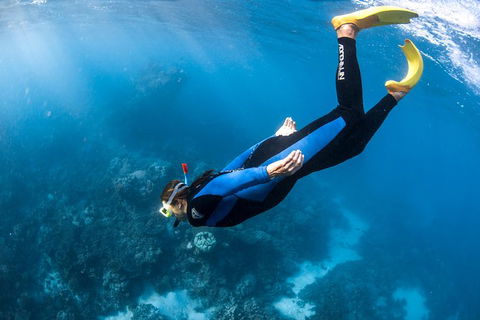 Full-Day Whale Watching Snorkeling And Swimming At Coral Bay - Accommodation Resorts 2