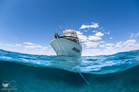 Full-Day Whale Watching Snorkeling And Swimming At Coral Bay - Accommodation Resorts 3