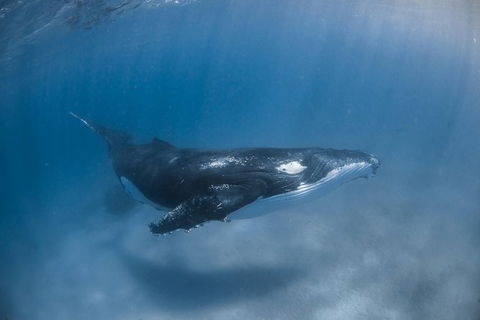 Full-Day Whale Watching Snorkeling And Swimming At Coral Bay - Accommodation Resorts 5