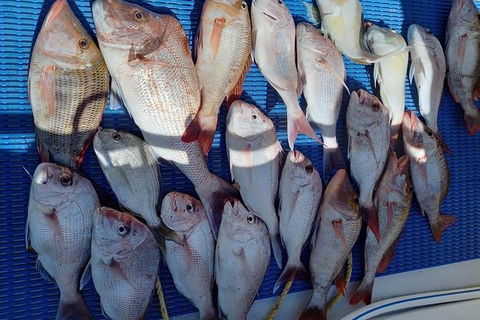 Geraldton Fishing Charter - Accommodation Resorts 7