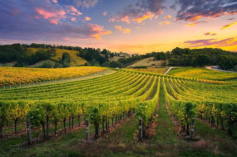 Swan Valley Sunset Wine Tour - Premium Small Group Tour - Accommodation Resorts 0