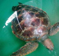 Australian Seabird Rescue - Accommodation Resorts