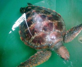 Australian Seabird Rescue - Accommodation Resorts 0