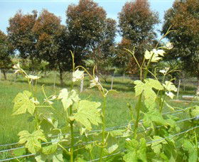 Irrewarra VIC Accommodation Resorts