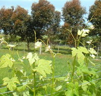 Barwon Ridge Wines - Accommodation Resorts