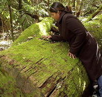 Washpool National Park - Washpool Walk - Accommodation Resorts