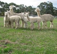 Blackgate Lodge Alpaca Stud - Accommodation Resorts