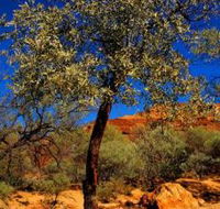 Mt Romance Australia Pty Ltd - Accommodation Resorts