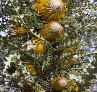 Woylie Walk Dryandra Woodland - Accommodation Resorts