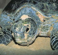 Turtle Nesting Season - Accommodation Resorts