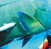 Aristocat Snorkel and Scuba Port Douglas - Accommodation Resorts