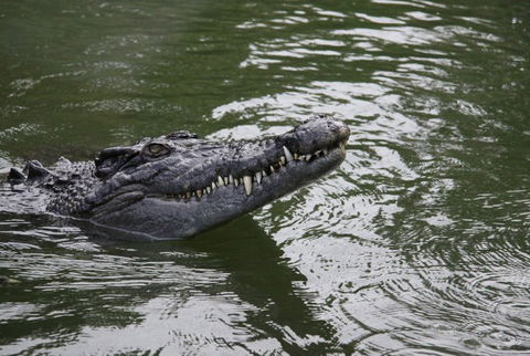 Daintree River Cruise Centre - Accommodation Resorts 1