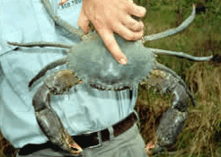 Whitsunday Crocodile Safari - Accommodation Resorts