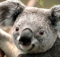 Wildlife Habitat - Accommodation Resorts