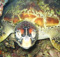 Adrenalin Snorkel and Dive - Accommodation Resorts