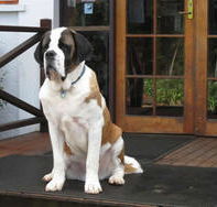 St Bernards Hotel - Accommodation Resorts