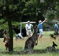 Glen Innes Golf Club - Accommodation Resorts