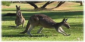 Rockingham Golf Club - Accommodation Resorts 2