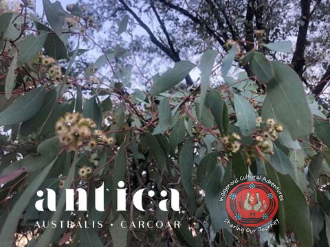 Antica Australis - Winter Fire Festival - Accommodation Resorts 0