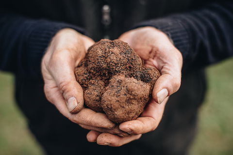 A Taste Of Truffles - Accommodation Resorts 0