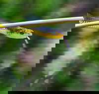 Be Welcomed by Wildlife at the Australian Wildlife Sanctuary - Accommodation Resorts