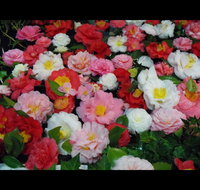 Camellia's Australia National Camellia Show - Accommodation Resorts