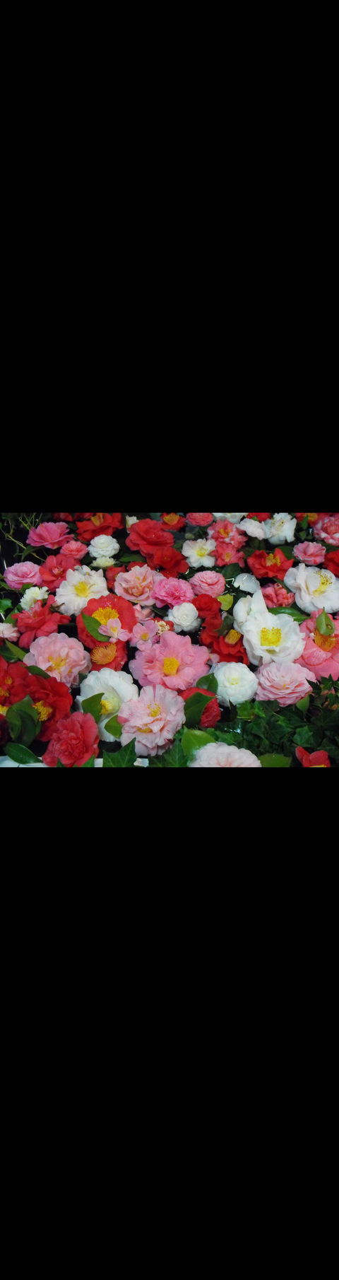 Camellia's Australia National Camellia Show - Accommodation Resorts 0