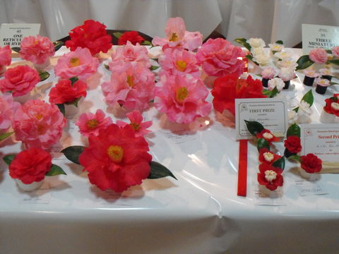 Camellia's Australia National Camellia Show - Accommodation Resorts 1
