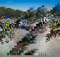 JetBlack Wild Wombat MTB Challenge - Accommodation Resorts