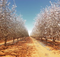 Mallee Almond Blossom Festival - Accommodation Resorts